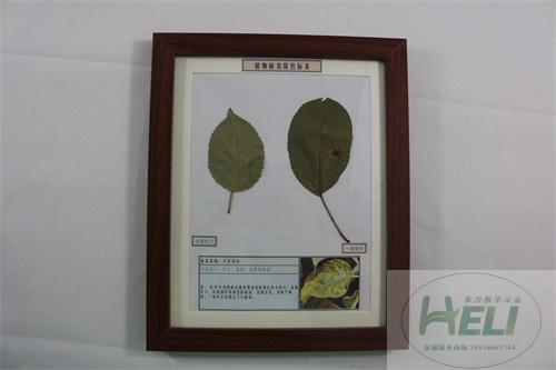 植物病害原色标本苹果锈病毒病果树病害教学标本