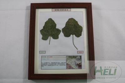 植物病害原色标本甜瓜白粉病果蔬病害教学标本