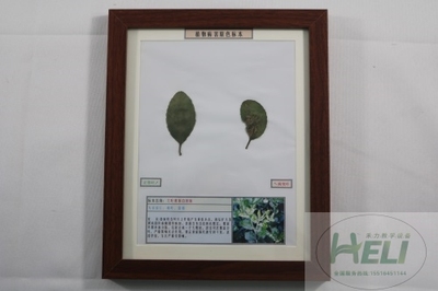 植物病害原色标本大叶黄杨白粉病园林树木病害教学标本