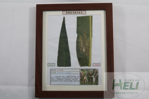 植物病害原色标本玉米炭疽病农作物病害教学标本