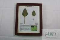 植物病害原色标本苋菜白锈病蔬菜病害教学标本