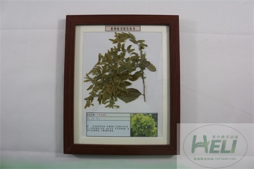 植物病害原色标本大枣丛枝病园林果树病害教学标本