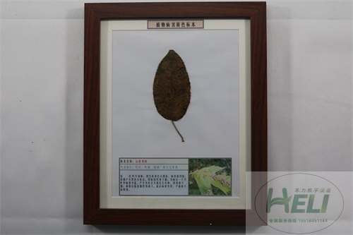 植物病害原色标本山楂锈病果树病害教学标本