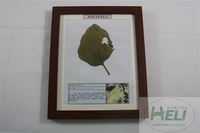 植物病害原色标本茄黄萎病蔬菜病害教学标本