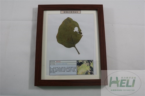 植物病害原色标本茄黄萎病蔬菜病害教学标本