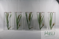 植物保色浸制标本水稻标本农作物浸制教学标本