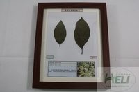 植物病害原色标本柿树角斑病果树病害教学标本