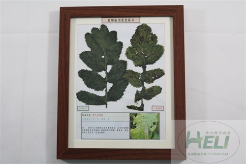 植物病害原色标本萝卜黑斑病蔬菜病害教学标本