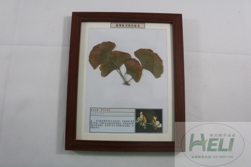 植物病害原色标本银杏叶枯病园林树木病害教学标本