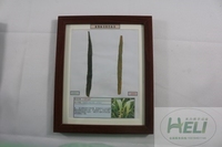 植物病害原色标本小麦叶枯病农作物病害教学标本