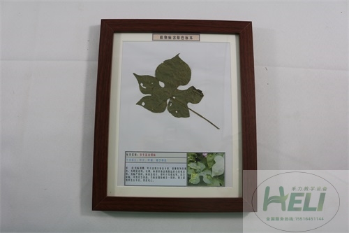植物病害原色标本牵牛花白锈病花卉病害教学标本