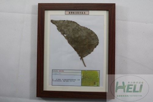 植物病害原色标本杨树锈病园林树木病害教学标本