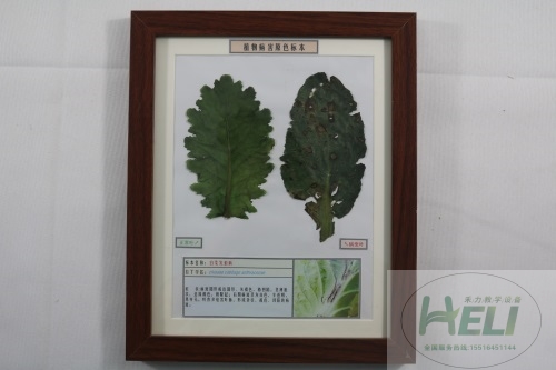 植物病害原色标本白菜炭疽病蔬菜病害教学标本