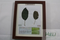 植物病害原色标本苹果圆斑病果树病害教学标本