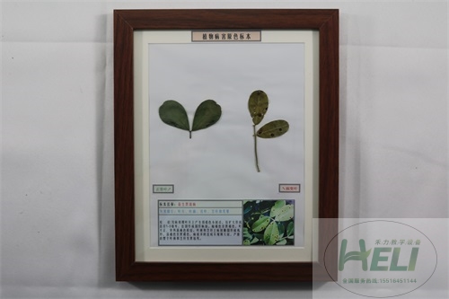 植物病害原色标本花生黑斑病农作物病害教学标本
