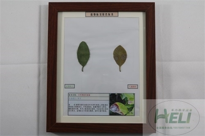 植物病害原色标本大叶黄杨炭疽病园林树木病害教学标本
