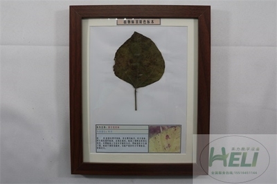植物病害原色标本绿豆轮纹病农作物病害教学标本
