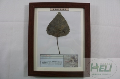植物病害原色标本杨树灰斑病园林树木病害教学标本