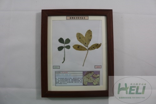 植物病害原色标本花生网斑病农作物病害教学标本