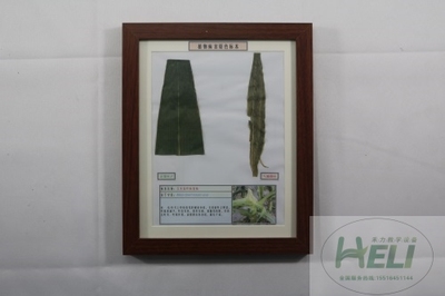 植物病害原色标本玉米花叶病毒病农作物病害教学标本