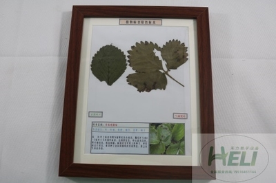 植物病害原色标本草莓蛇眼病标本果蔬病害原色标本