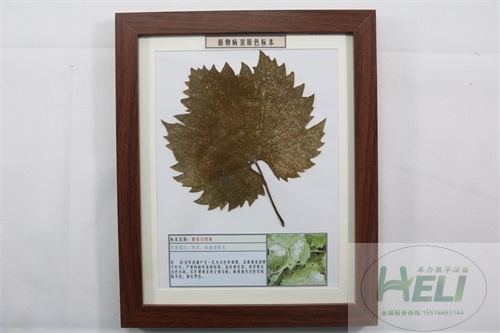植物病害原色标本葡萄白粉病果树病害教学标本