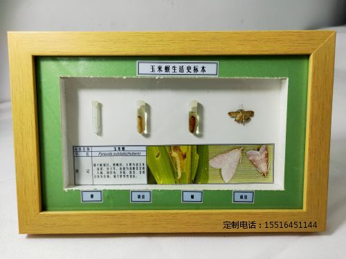 农业害虫玉米螟生活史标本教学标本