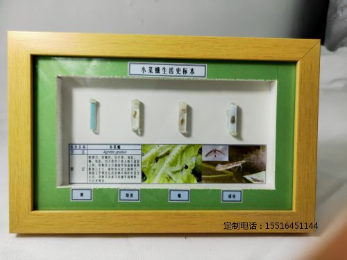 农业害虫小菜蛾生活史标本教学标本