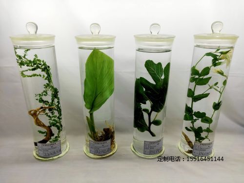 中药浸制原色标本教学标本