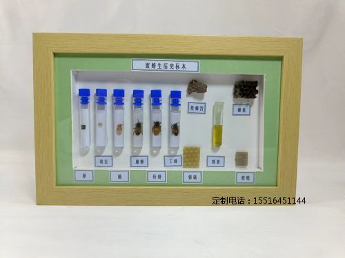 昆虫生活史标本蜜蜂生活史标本