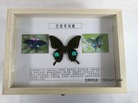 蝴蝶标本巴黎翠凤蝶标本