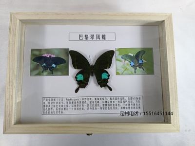 蝴蝶标本巴黎翠凤蝶标本