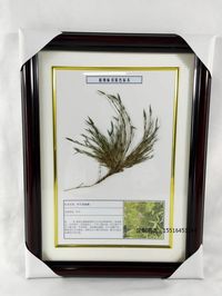 植物病害标本竹子从叶病标本