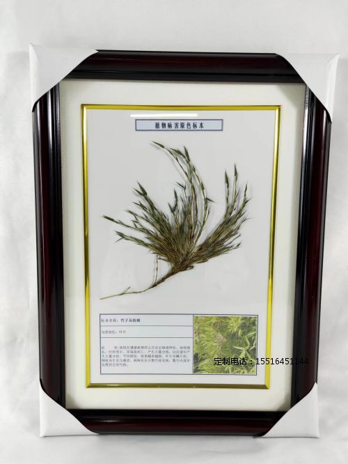 植物病害标本竹子从叶病标本