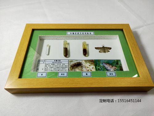 农业害虫小地老虎生活史标本教学标本