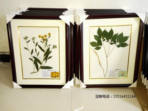 植物腊叶标本旋覆花 人参标本教学标本