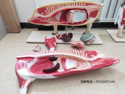 教学器材猪模型