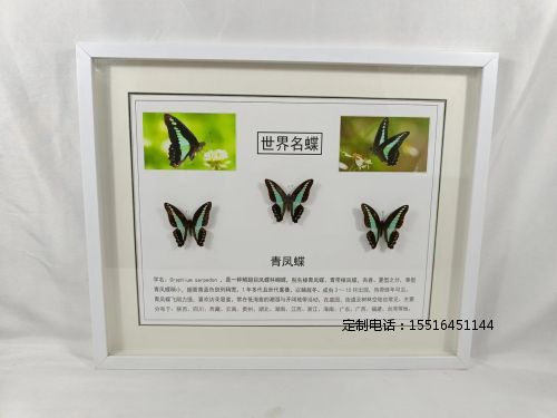 蝴蝶标本青凤蝶标本