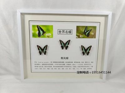 蝴蝶标本青凤蝶标本