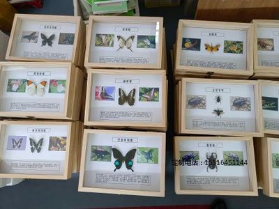 昆虫标本展示标本