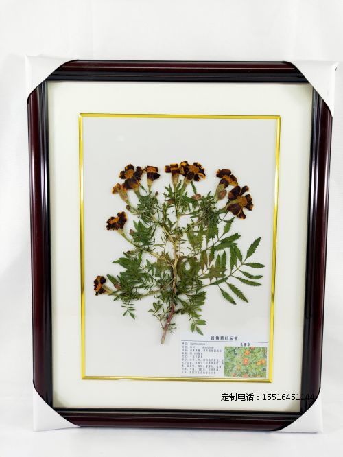 植物腊叶标本孔雀草标本教学标本