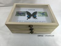 蝴蝶标本巴黎翠凤蝶标本