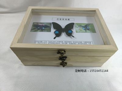 蝴蝶标本巴黎翠凤蝶标本