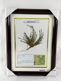 植物病害标本教学标本竹子丛枝病标本