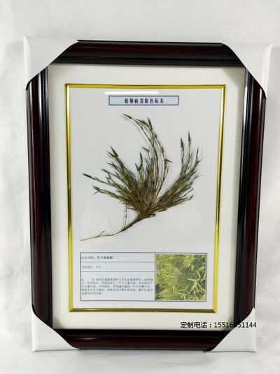 植物病害标本教学标本竹子丛枝病标本