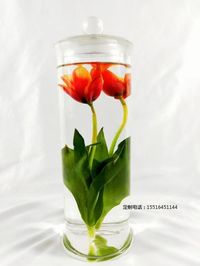 植物浸制标本郁金香标本