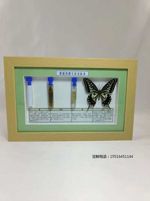 蝴蝶生活史标本柑橘凤蝶标本