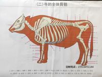教学挂图牛骨骼挂图