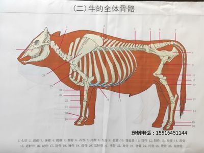 教学挂图牛骨骼挂图