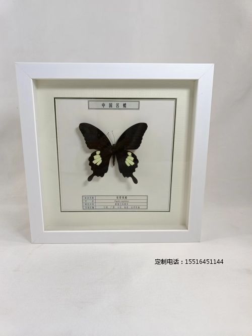 蝴蝶标本宽带凤蝶标本